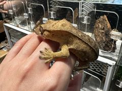 -酷以爬仙阁实体爬宠店·守宫·蜥蜴·专业繁育