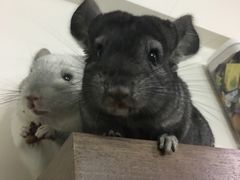 -龙猫仔乐园(惠福东路店)