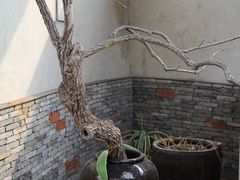 -几荷·恰似故人来(秀水广场店)
