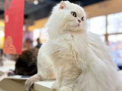 -猫小院猫主题餐厅(南锣旗舰店)