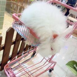 -Moni星球萌宠·小马宝莉·灵蛇·高端高阶全萌宠互动体验俱乐部(红豆国际广场店)