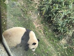 -武汉动物园