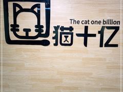 -猫十亿·布偶金渐层·曼基康矮脚猫舍(青年路店)