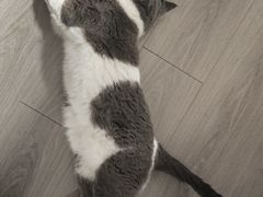 -纳吉亚猫专科动物医院·北北分院