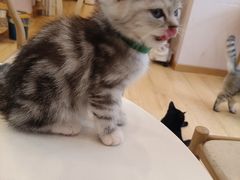 -猫咪派对(江南西店)