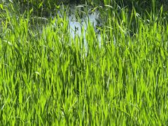 -西湖风景区-江洋畈生态公园