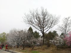 -北京鹫峰国家森林公园