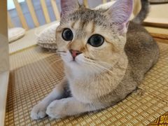 -柴迷FANS CLUB·柴犬狗咖·猫咖