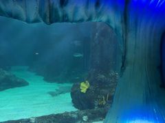 -悉尼海洋生物水族馆