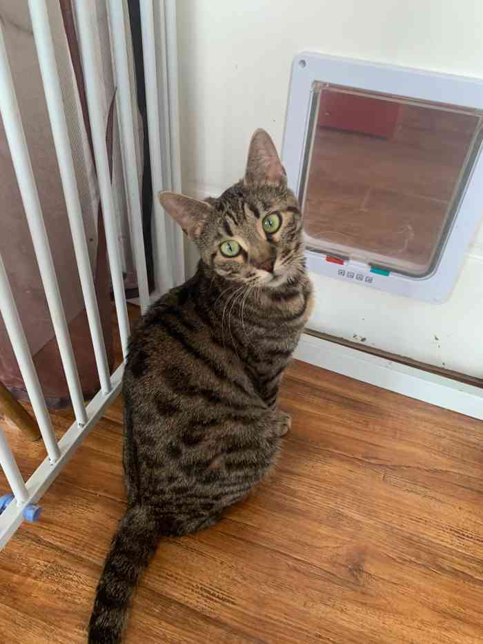 1人赞阿米替林2021年11月26日打分0636/人选择工作日来的,人很少;猫