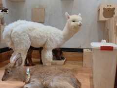 -猫色咖啡·猫咖