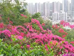 -板樟山森林公园