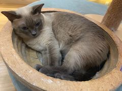 -滚猫咖啡·猫咖·猫友好撸猫(未来城店)