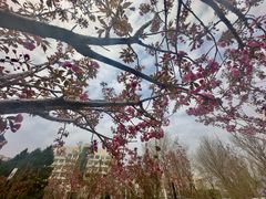 -米斯特比萨(光华桥凯德MALL天津湾店)