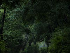 -北陵公园