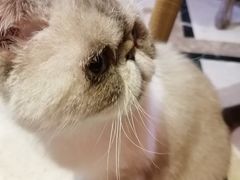 -猫色咖啡·猫咖