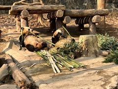 -都江堰中华大熊猫苑