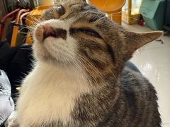 -平行世界·猫咖(首经贸店)