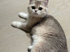 -猫大福·Fortune Cat猫舍(百子湾店)