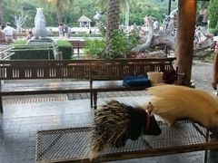 -清迈夜间动物园