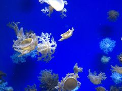 -芜湖新华联大白鲸海洋公园