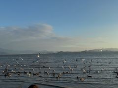 -深圳湾公园(南山区)