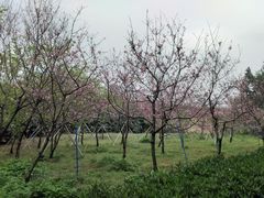 -天适樱花悠乐园