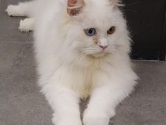-飞行喵MR PILOT|猫舍·猫咖(静安大融城店)