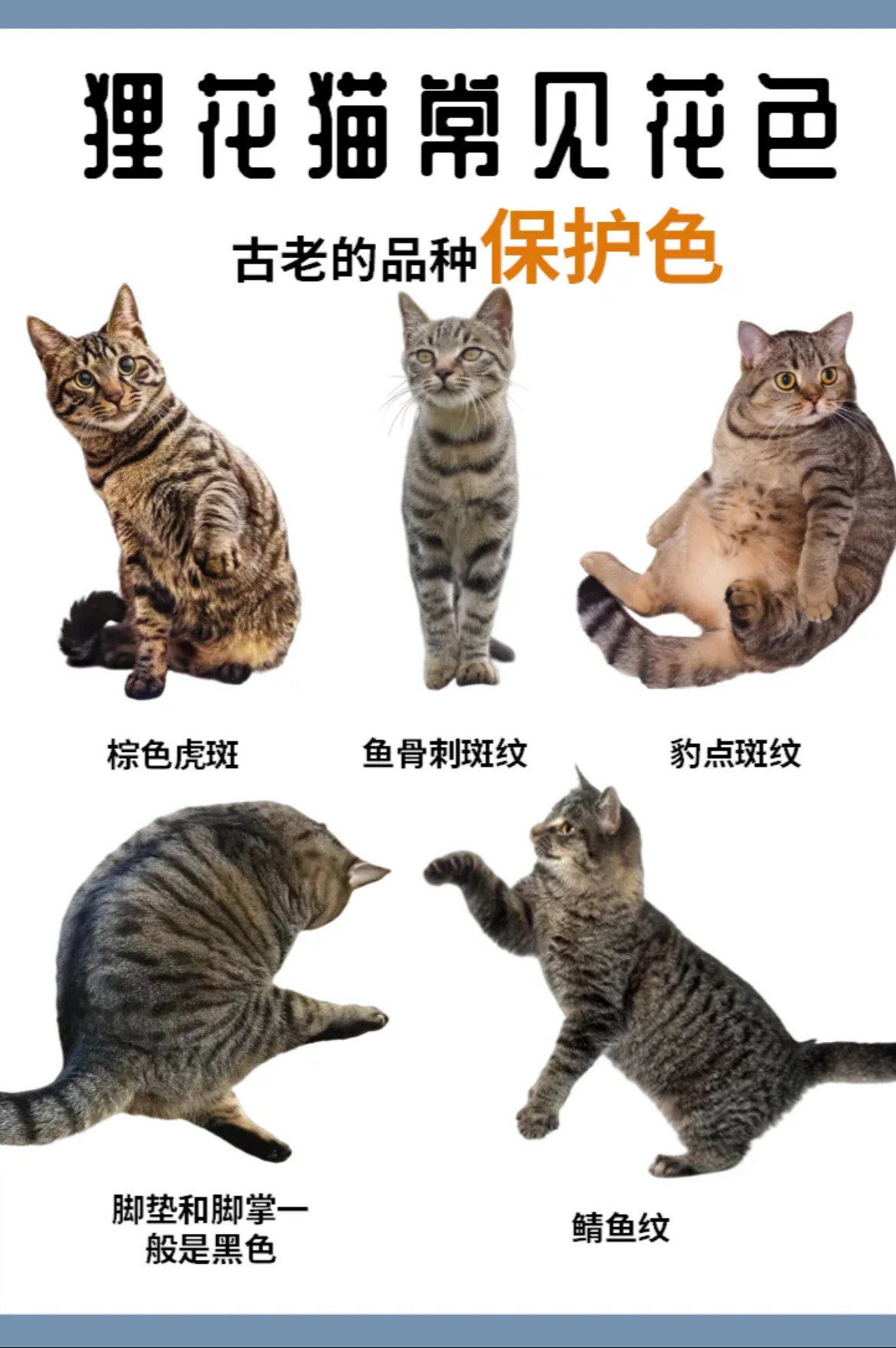 1分钟认识中华狸花猫