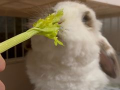 -宠物兔专门店(天丰利市场店)