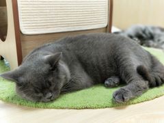 -猫和宫(六道口店)