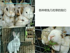 -鹅湖玫瑰文化园