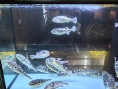 -肆月河豚·淮扬菜·湘菜(华天店)