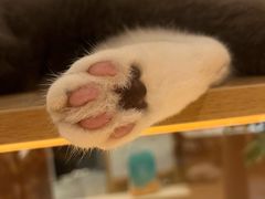 -米乐乖乖猫咪咖啡馆·猫咖(深圳湾后海汇店)