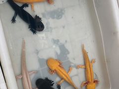 -青石桥花鸟鱼虫市场(叠翠城店)