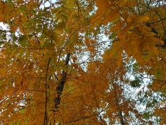 -白鹭湾湿地公园