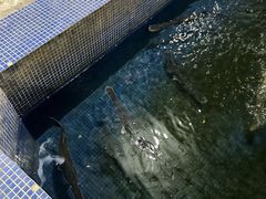 -鸿渡渔庄·特色鸭咀鱼