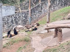 -都江堰中华大熊猫苑
