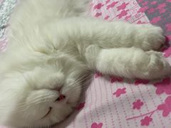 -猫大福·Fortune Cat猫舍(百子湾店)