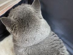 -瑞派天宁宠物医院·猫科·异宠中心