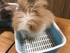 -藦茜花园宠物主题亲子互动体验馆(国顺东路店)