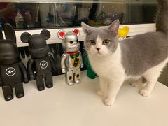 -猫大福·Fortune Cat猫舍(百子湾店)
