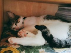 -海边的猫和咖啡馆
