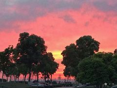 -合肥滨湖国家森林公园