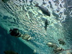 -上海海洋水族馆