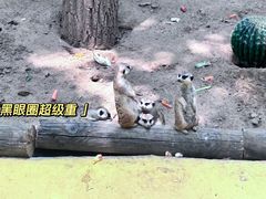 -北京野生动物园
