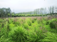 -东郊湿地公园