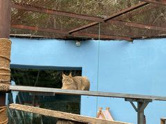 -青藏高原野生动物园