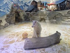 -海合安成都极地海洋公园