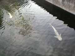 -特种渔场